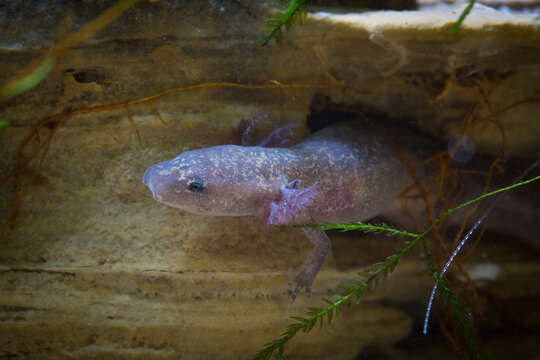 Image of Barton Springs Salamander