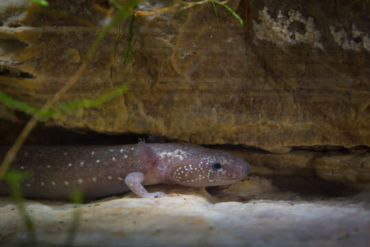 Image of Barton Springs Salamander