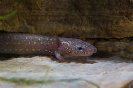 Image of Barton Springs Salamander