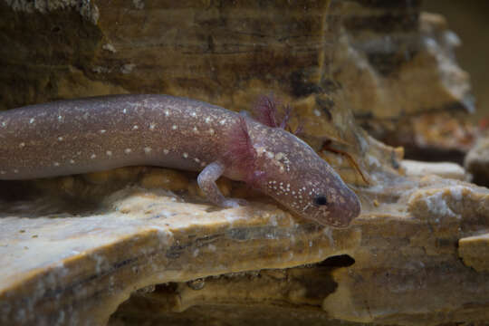 Image of Barton Springs Salamander