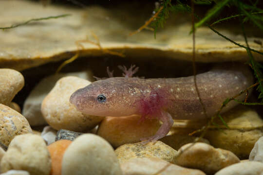 Image of Barton Springs Salamander