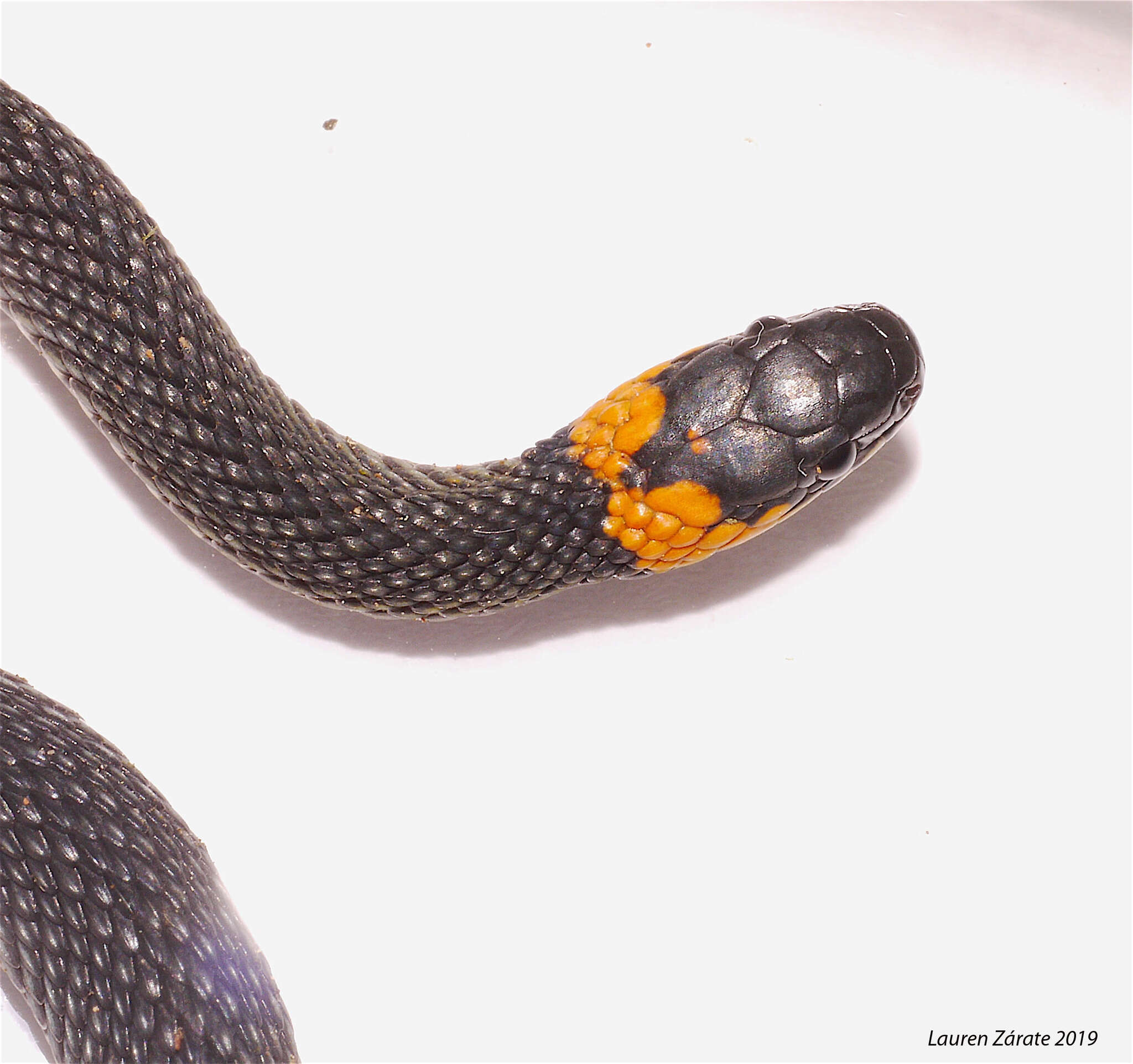 Image of Ringneck Coffee Snake