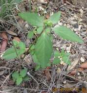 Слика од Euphorbia dentata Michx.