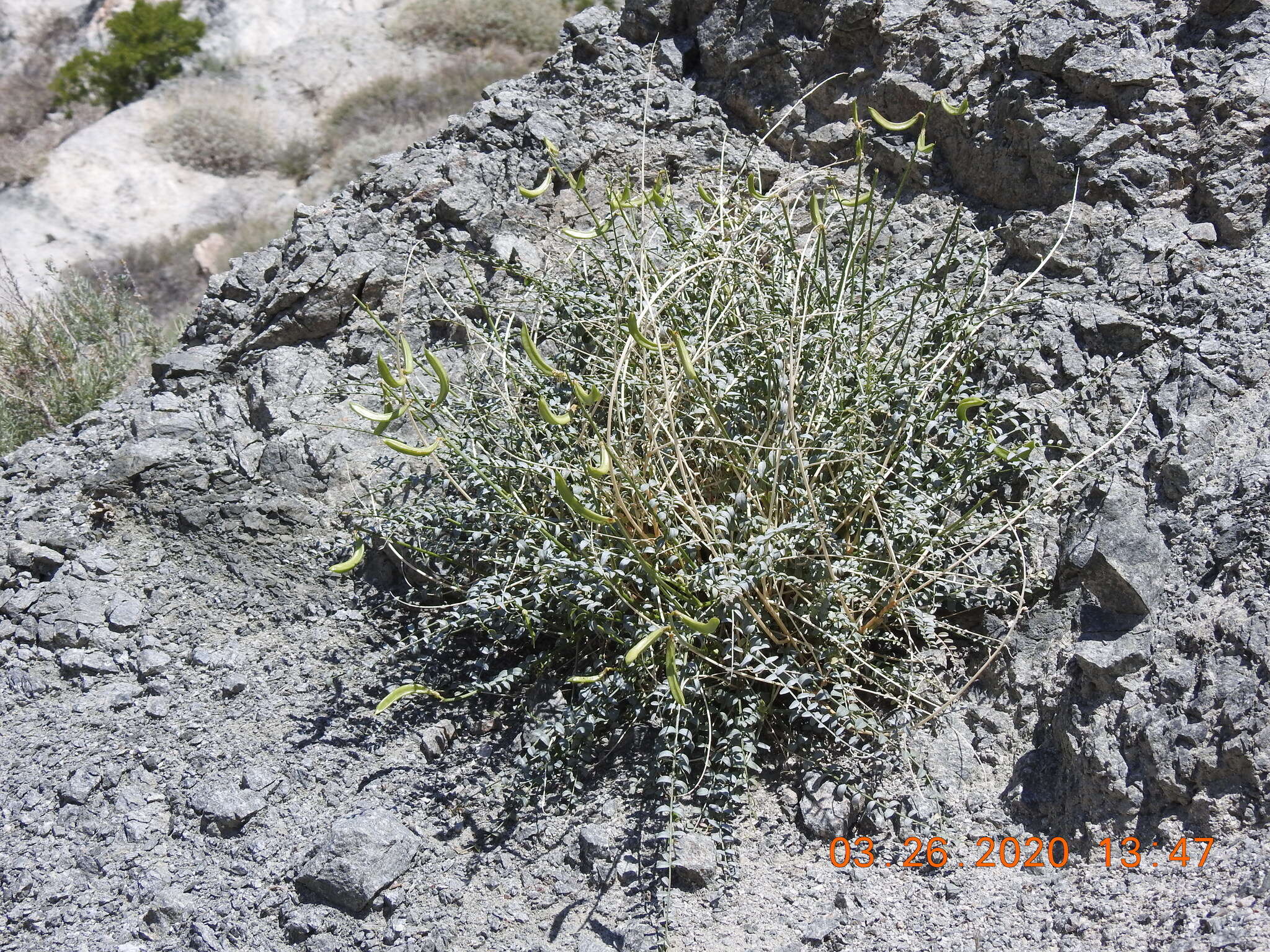 Image of triplerib milkvetch