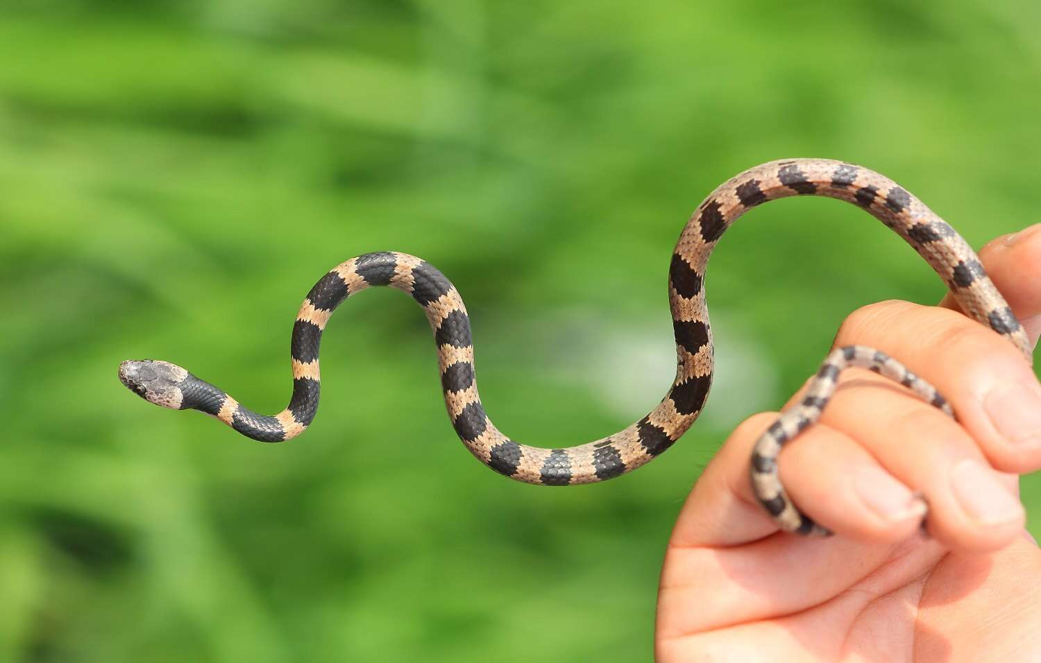 Image of Oriental Odd-tooth Snake