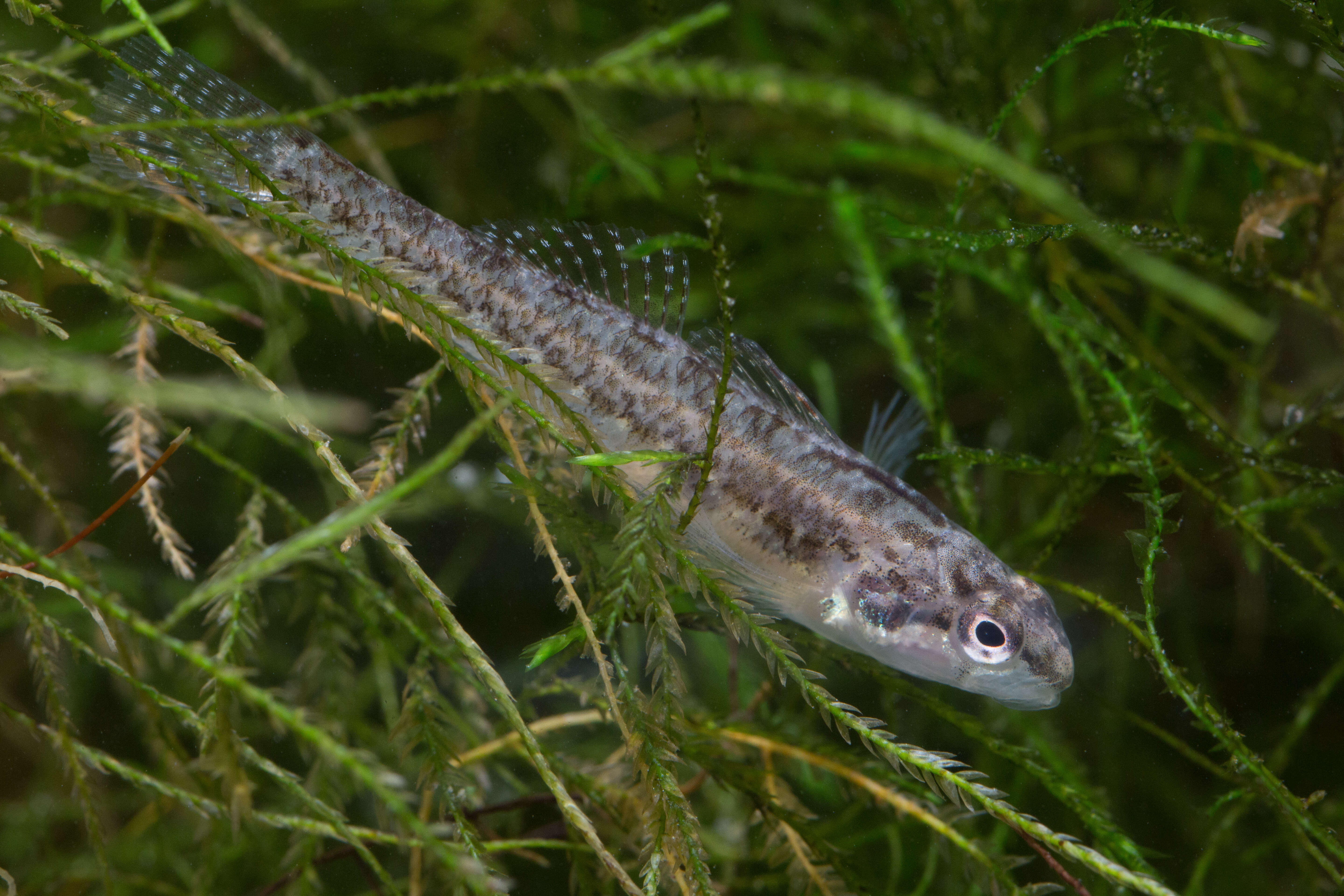 Image of Fountain Darter