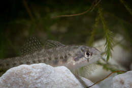 Image of Fountain Darter