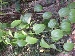 Image of Smilax zeylanica L.