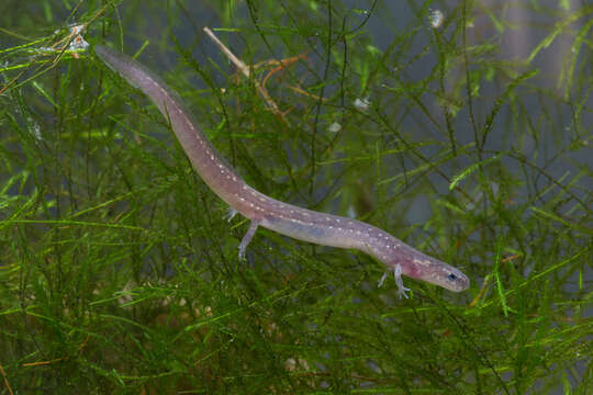 Image of San Marcos Salamander