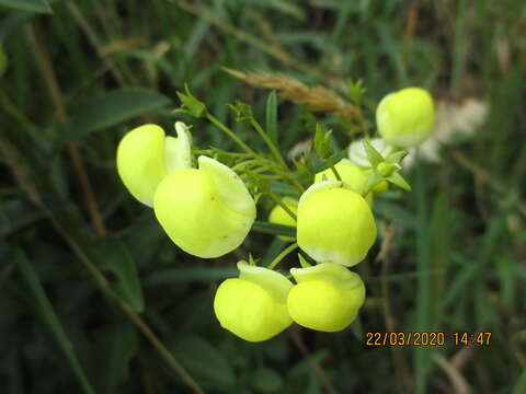 Image of Calceolaria hyssopifolia Kunth