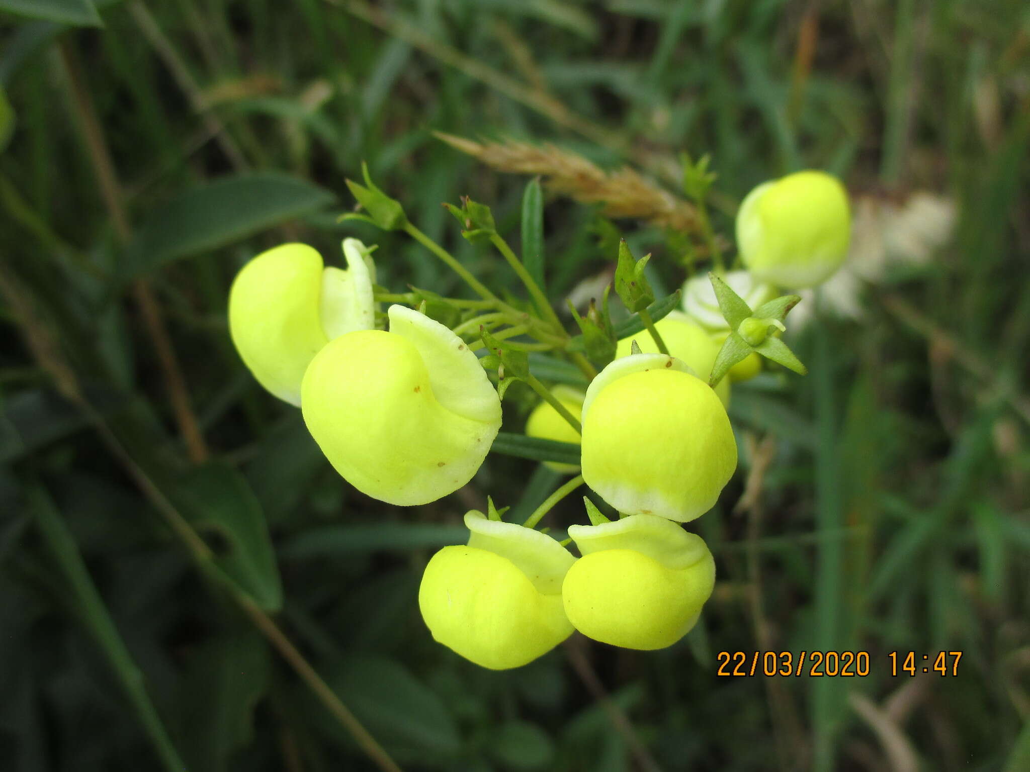 Image of Calceolaria hyssopifolia Kunth