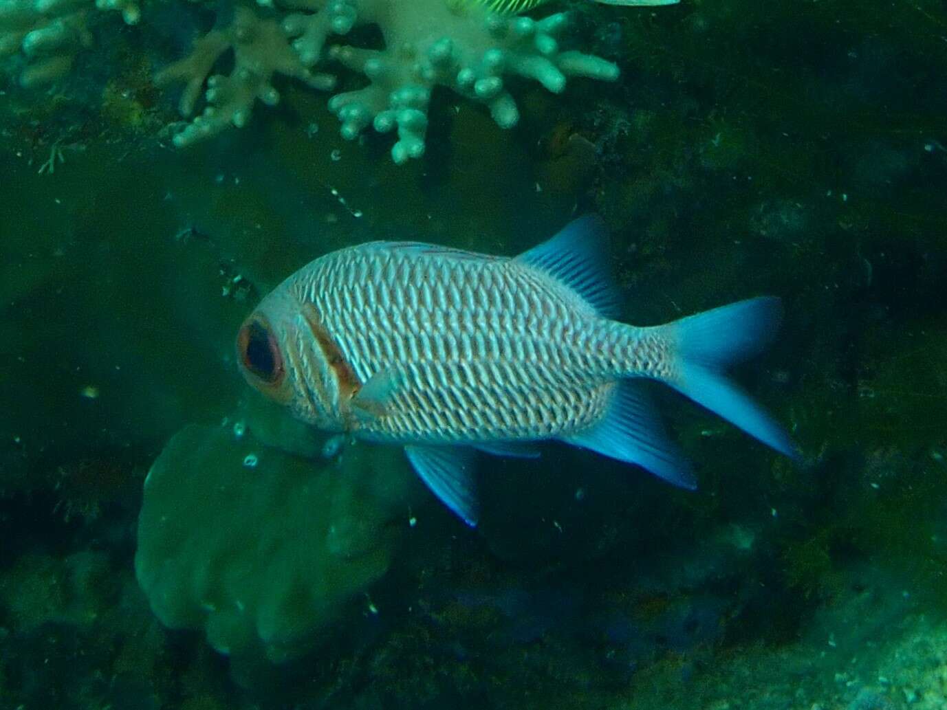 Image of Blacktip Soldierfish