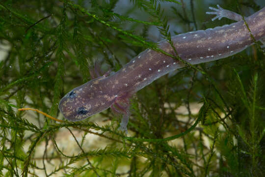 Image of San Marcos Salamander