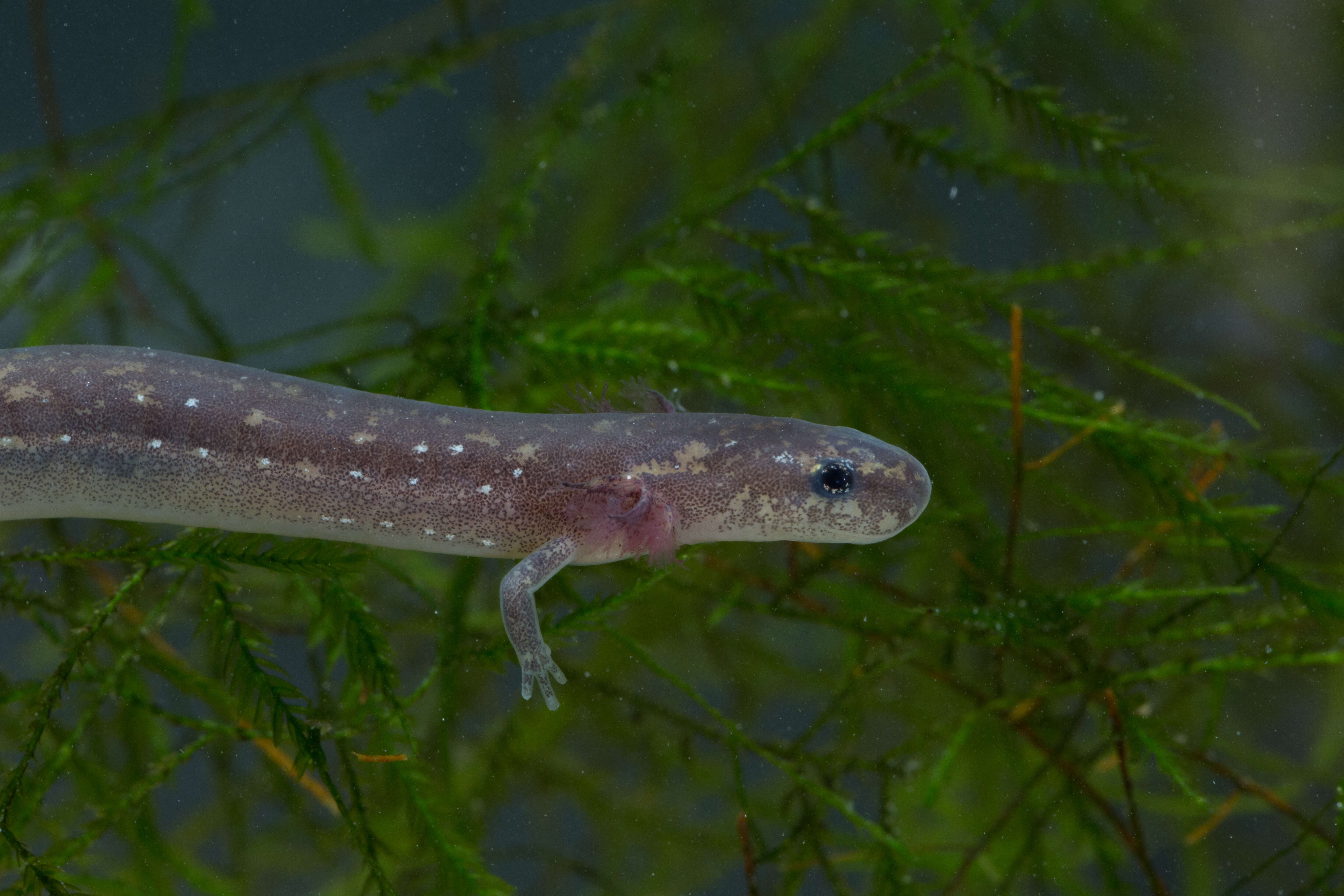 Image of San Marcos Salamander