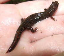 Image of Cumberland Dusky Salamander