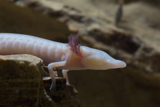 Image of Texas Blind Salamander