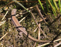 Image of Iberian rock lizard