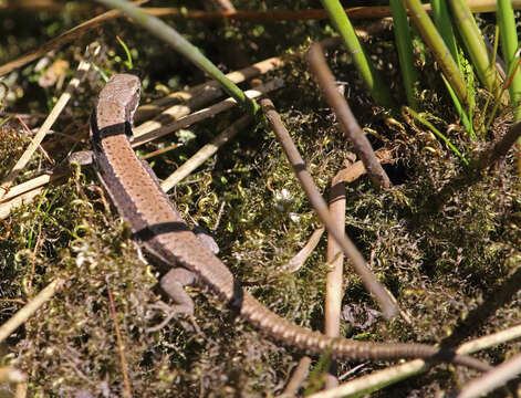 Sivun Iberolacerta monticola (Boulenger 1905) kuva