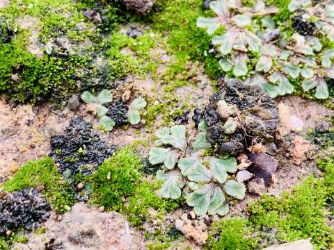 Image of Riccia lamellosa Raddi