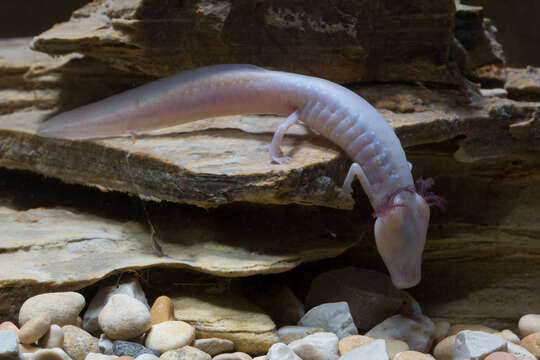 Image of Texas Blind Salamander