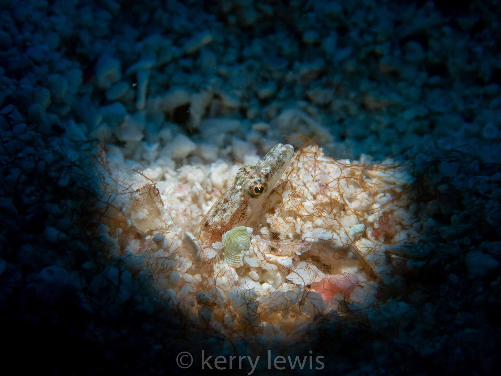 Image of Yellowface Pikeblenny