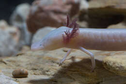 Image of Texas Blind Salamander