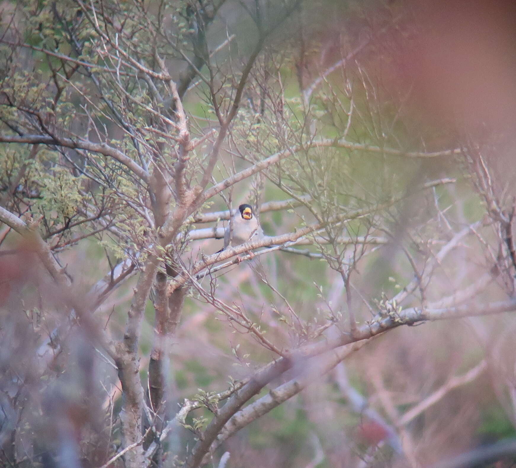 Image of Japanese Grosbeak