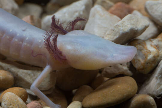 Image of Texas Blind Salamander