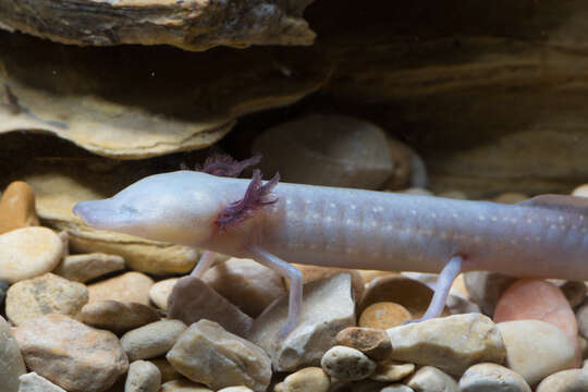 Image of Texas Blind Salamander