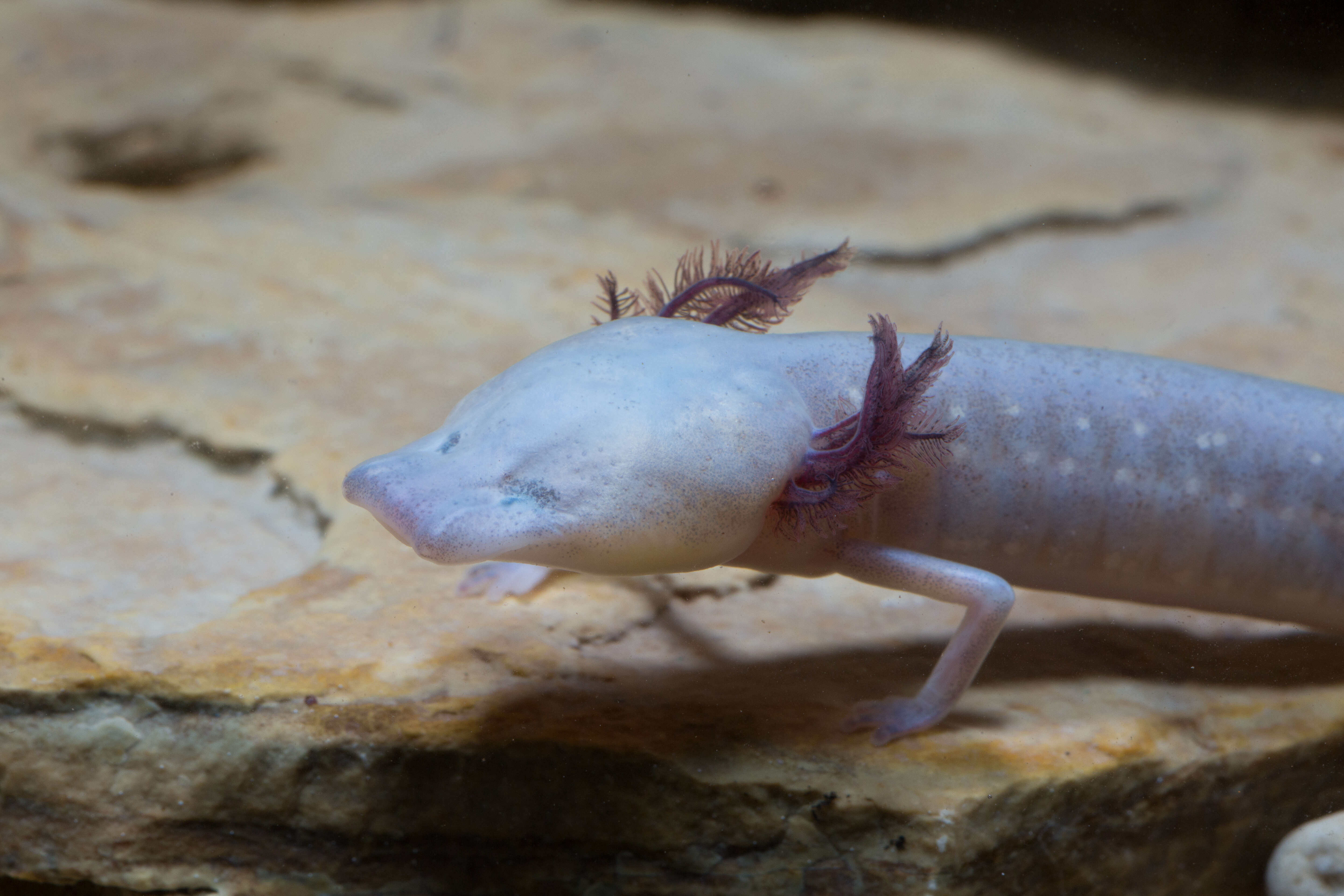 Image of Texas Blind Salamander