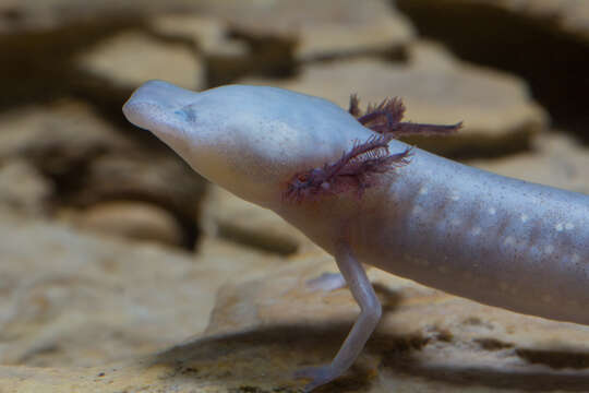 Image of Texas Blind Salamander