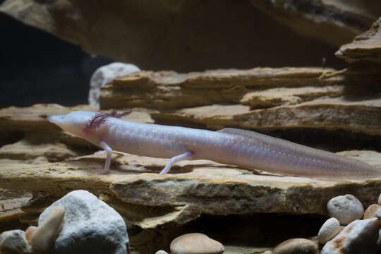 Image of Texas Blind Salamander