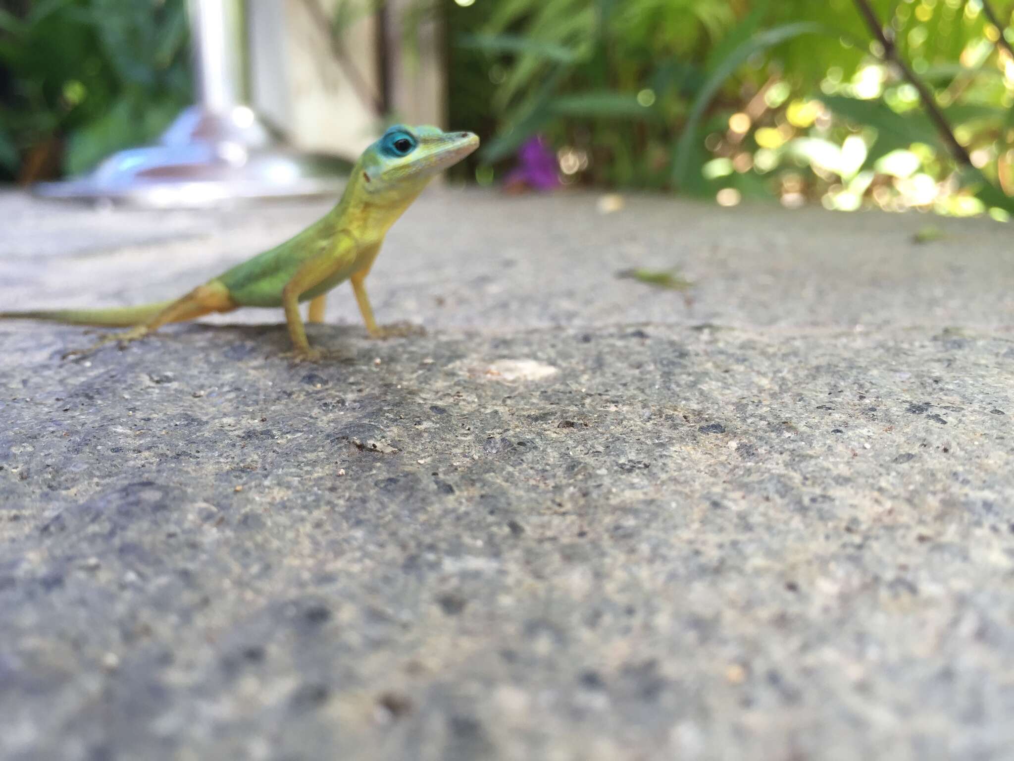 Image of Saint Vincent's Bush Anole