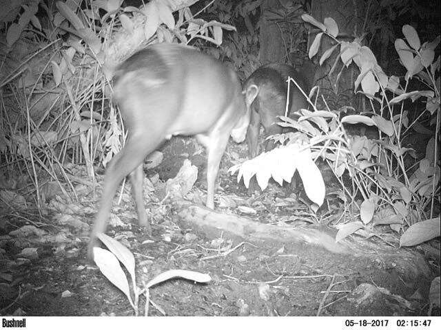 Image of yellow-backed duiker