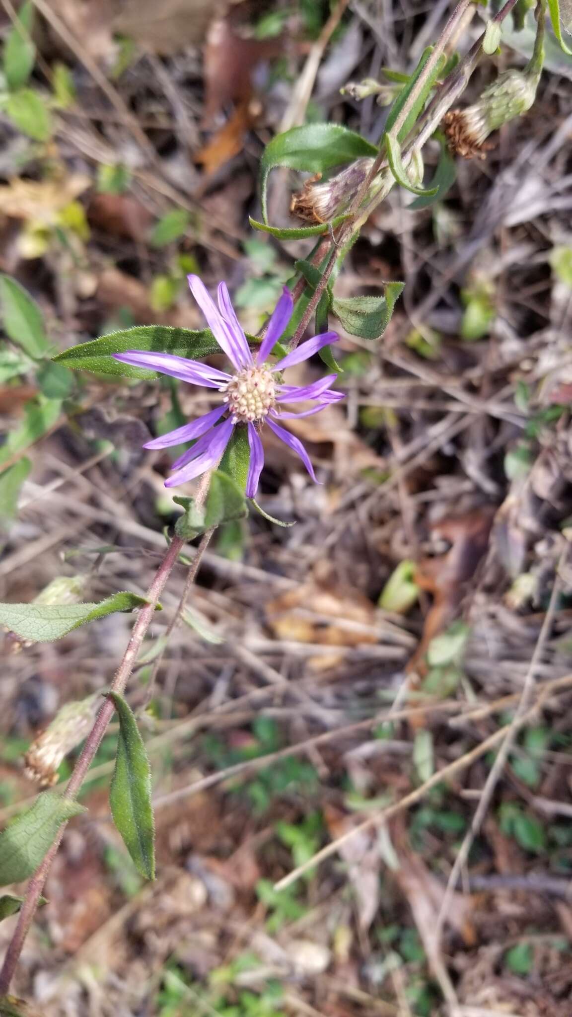 Image de Symphyotrichum georgianum (Alexander) G. L. Nesom