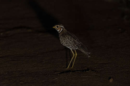 Image of Three-banded Courser