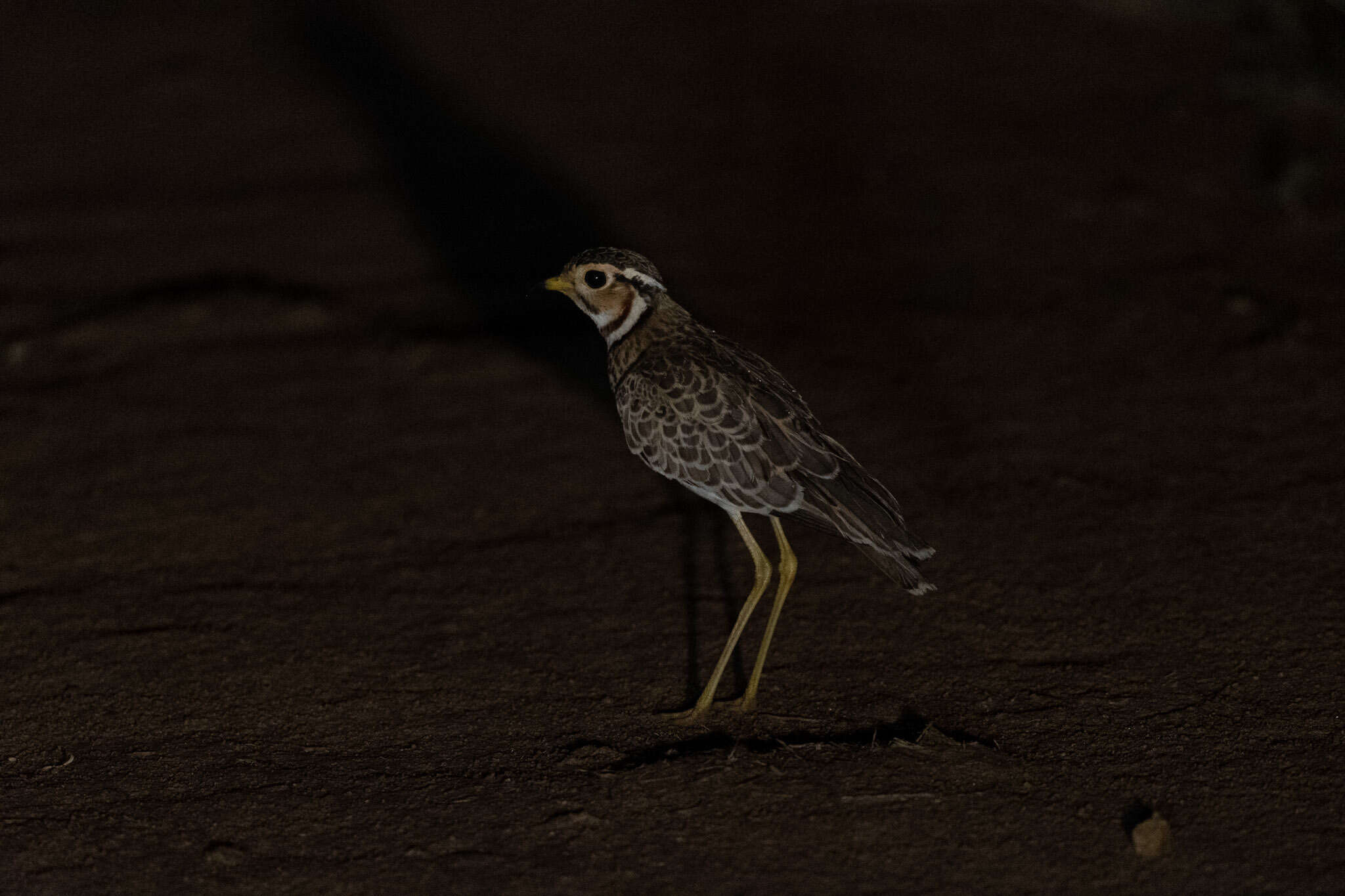 Image of Three-banded Courser