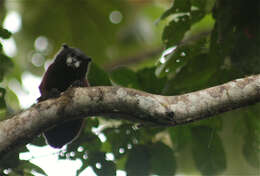 Image of brown-mantled tamarin