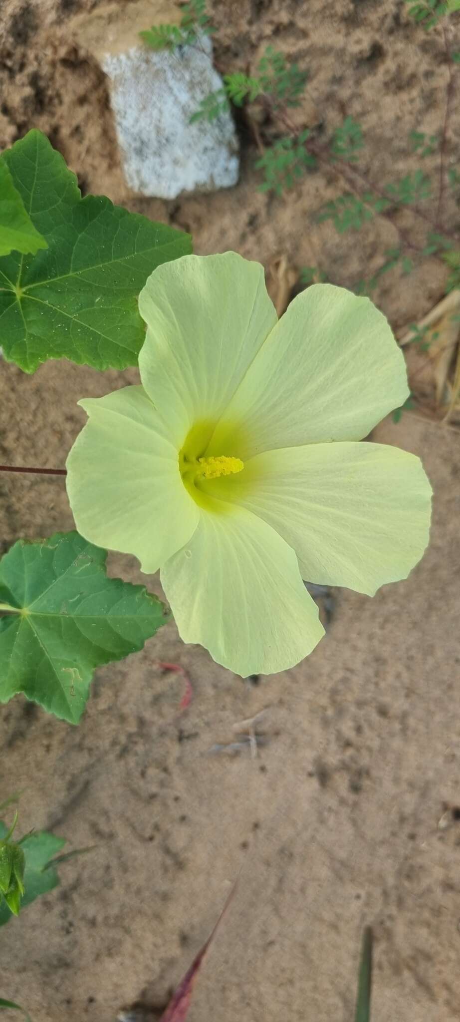 Image of Hibiscus schinzii Gürke ex Schinz