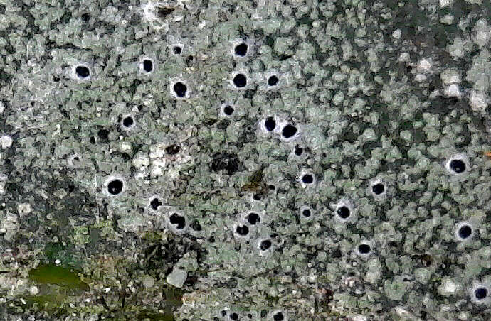 Image of byssoloma lichen