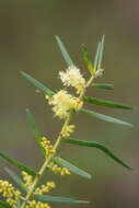 Imagem de Acacia mucronata Willd. ex H. L. Wendl.