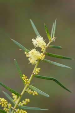 Image de Acacia mucronata Willd. ex H. L. Wendl.