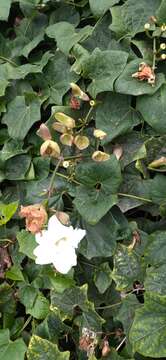 Image of Thunbergia grandiflora f. alba Leonard