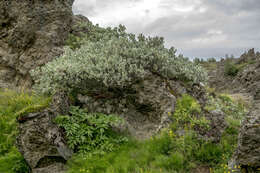 Image de Salix lanata L.