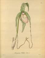 Image of Phragmipedium warszewiczianum (Rchb. fil.) Schltr.