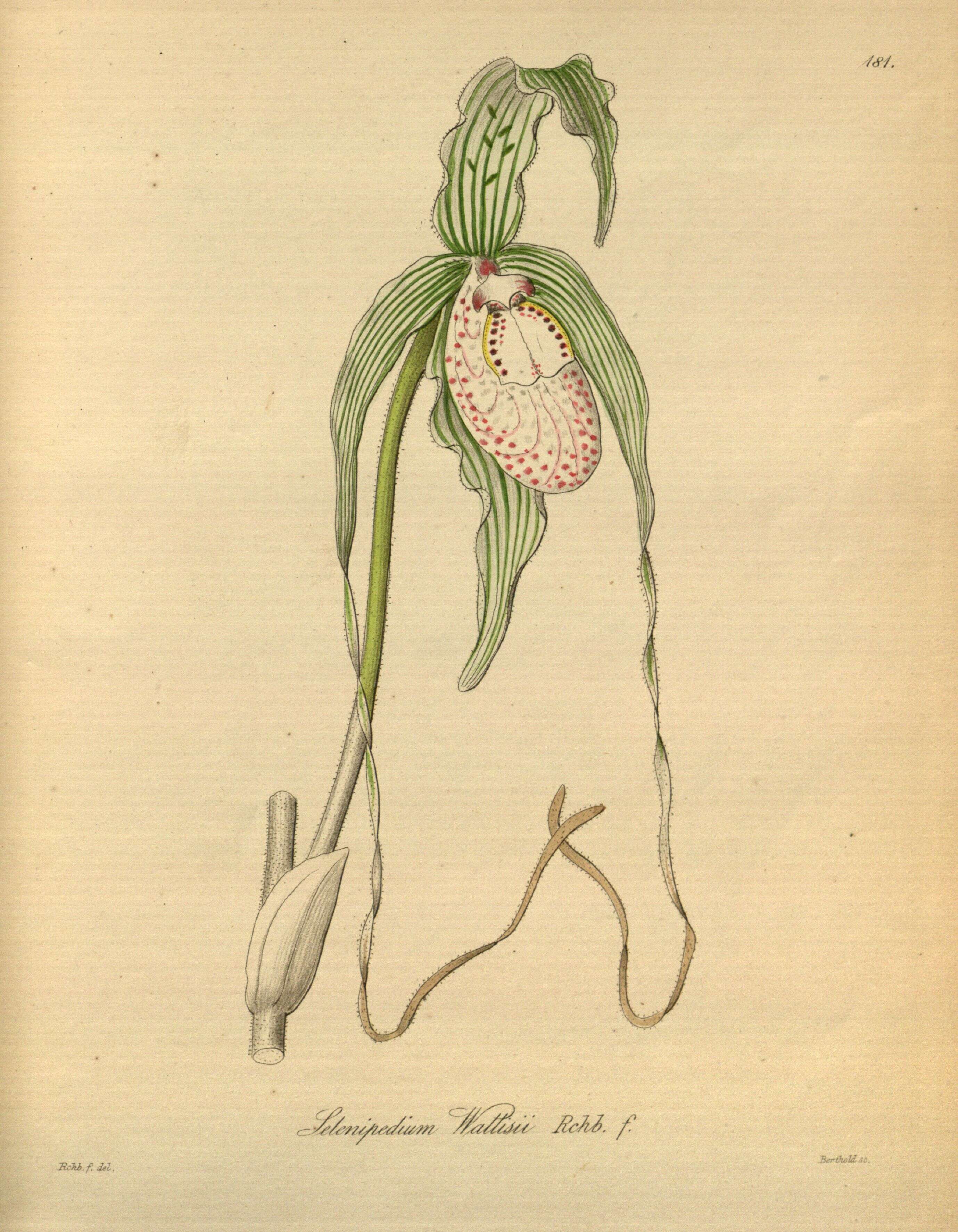 Image of Phragmipedium warszewiczianum (Rchb. fil.) Schltr.