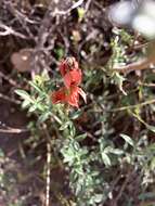 Слика од Indigofera complanata Spreng.