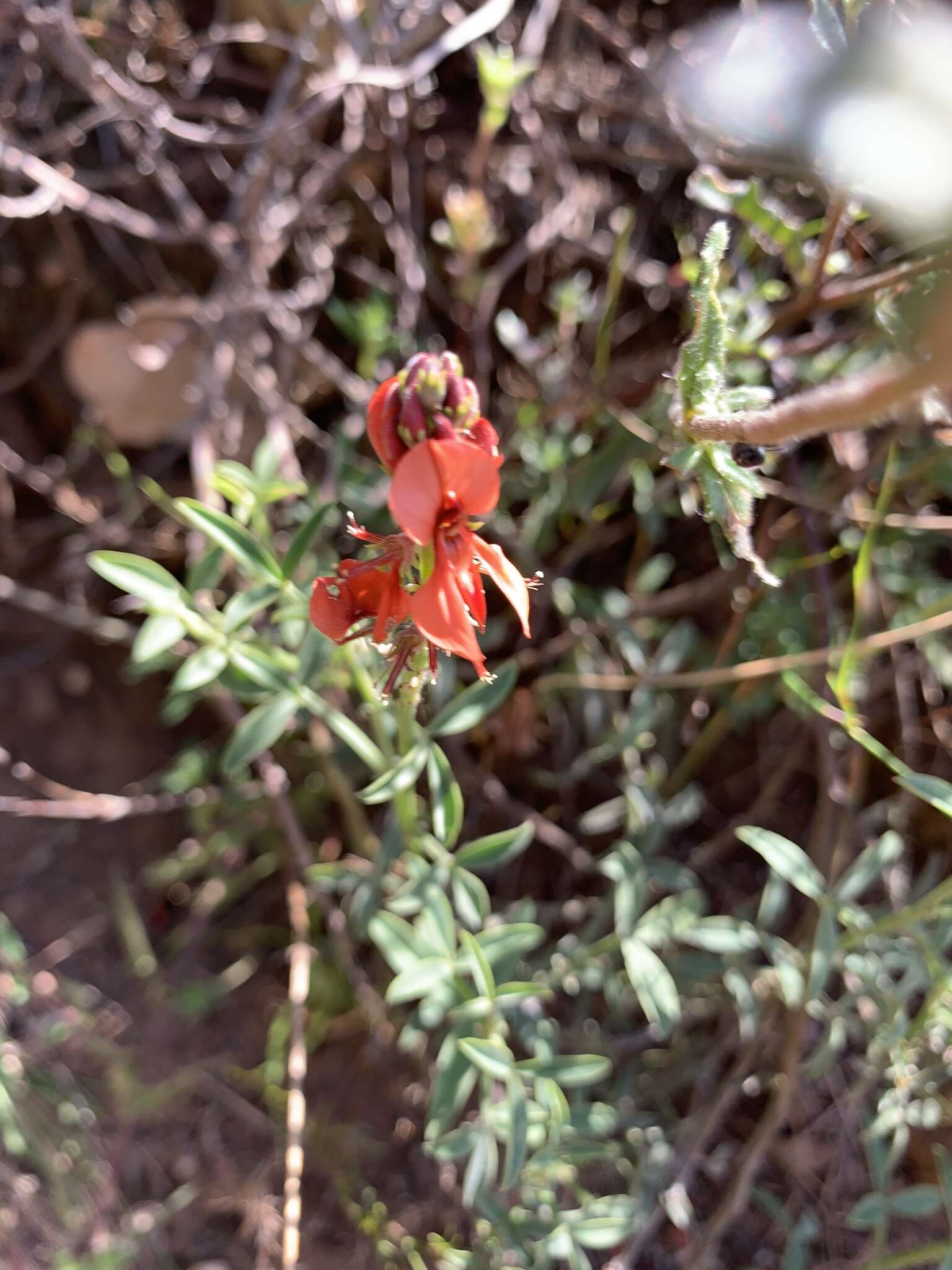 Слика од Indigofera complanata Spreng.