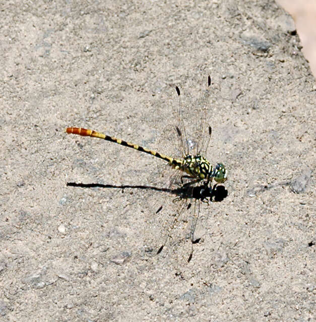 Image of Austroepigomphus turneri (Martin 1901)