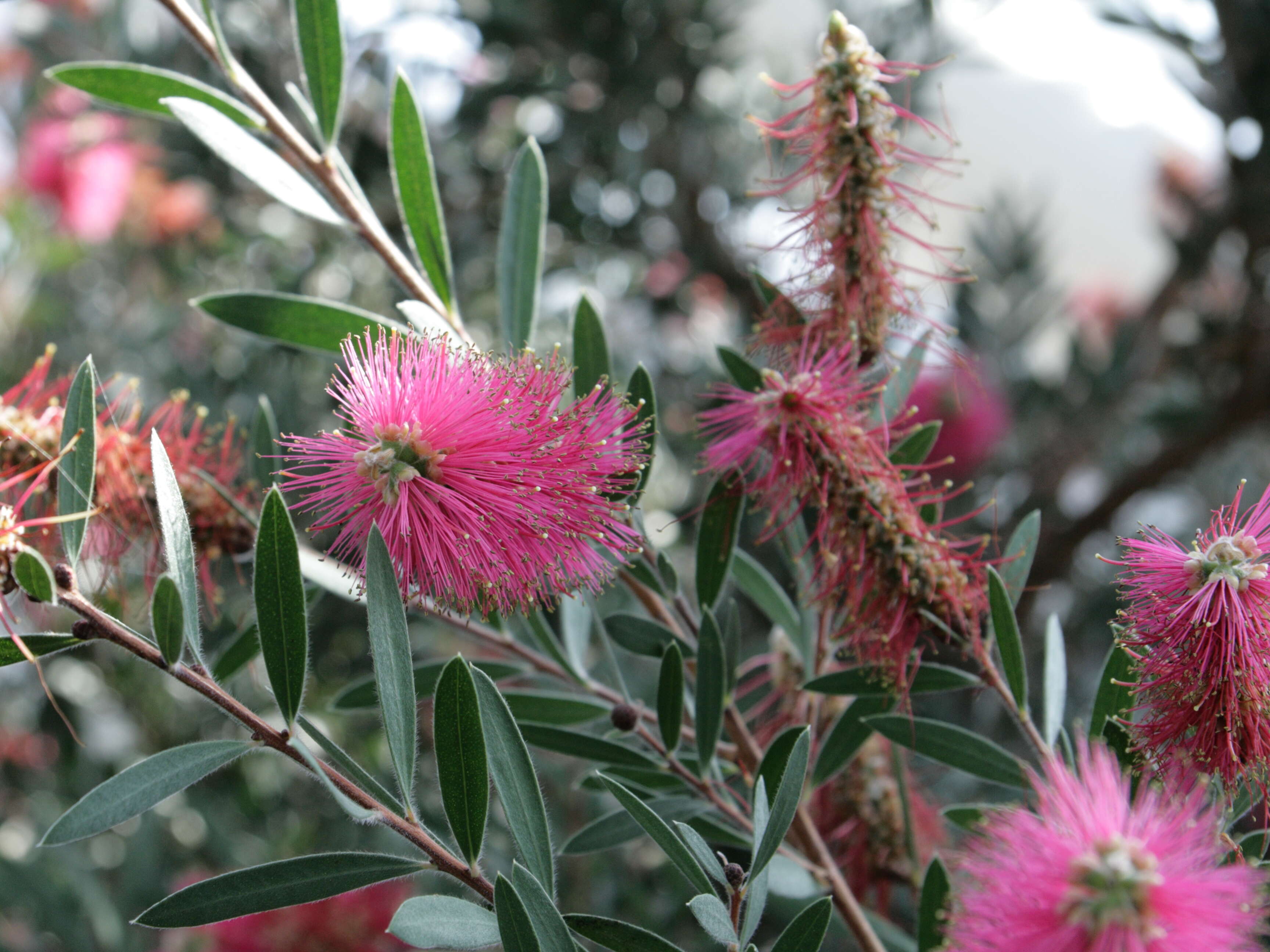 Image of crimson bottlebrush